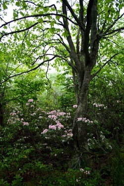 Wild Rhododendron And Tree